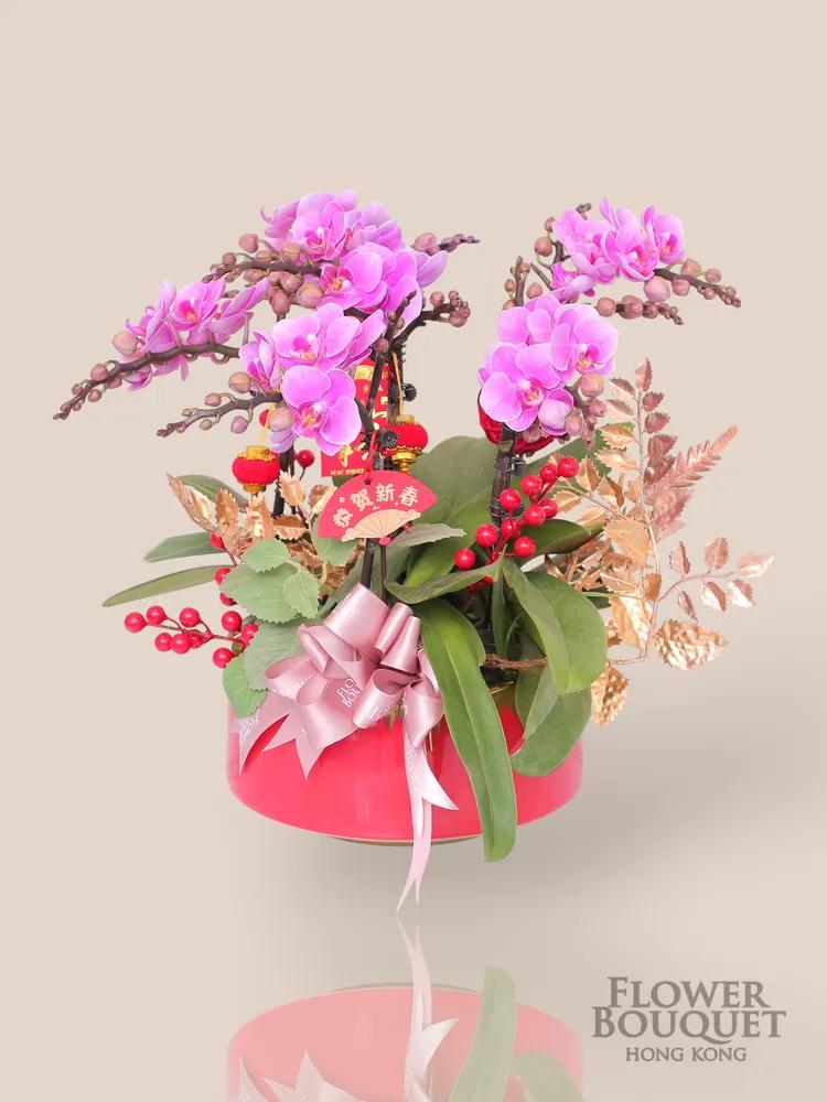 細花 蘭花盤栽 6昌 (淺粉) - 點擊查看商品詳情 細花 蘭花盤栽 6昌 (淺粉) | 御花店